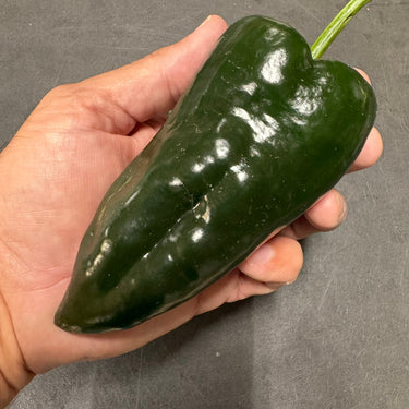 Poblano - Seeds - The Pepper Pantry (Formerly Marie Sharp's)